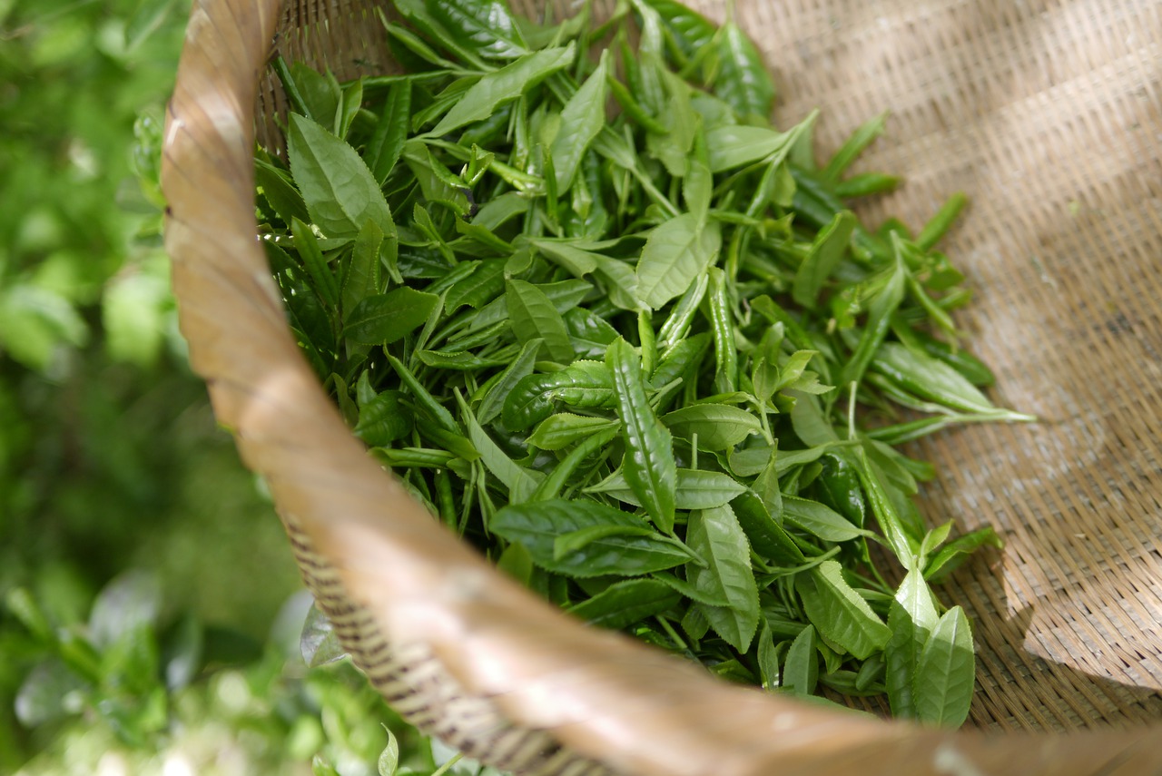 Groene Thee